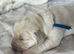 Goldador/ golden retriever champion x labrador show line fci