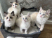 Beautiful Ragdoll kittens