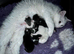 Persian kittens. Beautiful doll faced