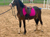 12h lr pony