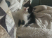 12 week old Mainecoon x