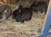 4 gorgeous Netherland dewarth