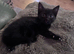 Beautiful kittens