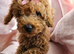 Red cavapoo girl puppy