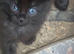 9 weeks old kittens