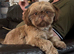 Chocolate Shih Tzu girl