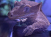 Ypunge crested gecko