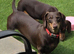 Beautiful 15 mnth girl kc mini dax