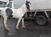 2 year old gelding