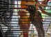2 bonded unrelated conures.