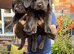 Chocolate labrador puppies