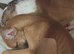 Greyhound x Saluki.