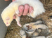 Lovely ferrets - Ready to go