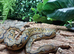 Sunfire Superdwarf Reticulated Python at Birmingham Reptiles