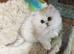 Pedigree persian kittens, white and chinchillas