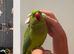 Baby Green Ringneck talking Parrot