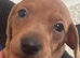 KC reg mini dachshund for sale