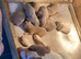 READY TO LEAVE TODAY ! 4 PUPS LEFT!