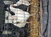 Point of lay/ laying hens