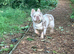 Fluffy French bull dog for sale