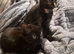 Two Beautiful Mixed-Bengal Girls - £250 FOR THE PAIR