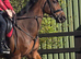 REDUCED ) 16.1 TB GELDING ( 9YRS )
