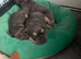 Isabella Lilac and Tan Fluffy French Bulldog Puppies