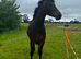Maesmynach Bred 3yo Mare