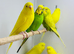 Budgies