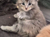 Maine coon pedigree kittens