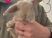 Pure Bred French Lops