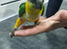 Hand reared Baby Black Headed Caiques