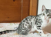 Young Adults & older kittens Bengal X