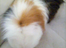 Male guinea pig