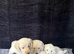 Beautiful labradoodle from a council licensed breeder