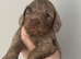 F1 cockapoo