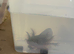 Rescue Axolotl Looking For New Homes
