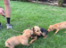 Jack Russel x Lakeland terrier