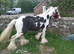 Black and white 13. 2 hands G gelded