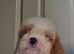 Cavapoochon