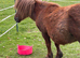 Shetland mare