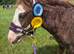 Fantastic riding pony