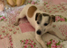 Male jack Russel