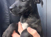 Patterdale x Jack Russell puppies