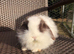 Pure bred Mini lops