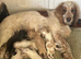 Working cocker Spaniels