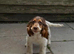 Sad sale of our show spaniel