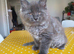 Stunning Maine Coon Kittens &ndash; 3 Males