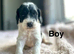 Beautiful litter of cockapoo puppies ready from 10th July