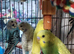 Beautiful baby budgies